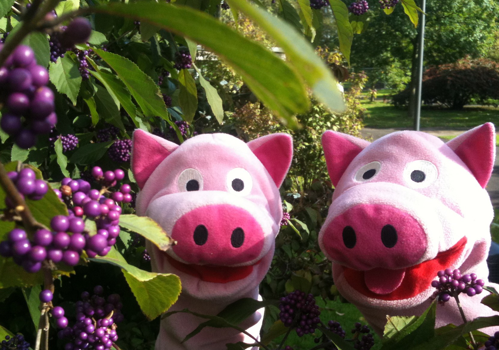 Leckere Beeren am Wegesrand.