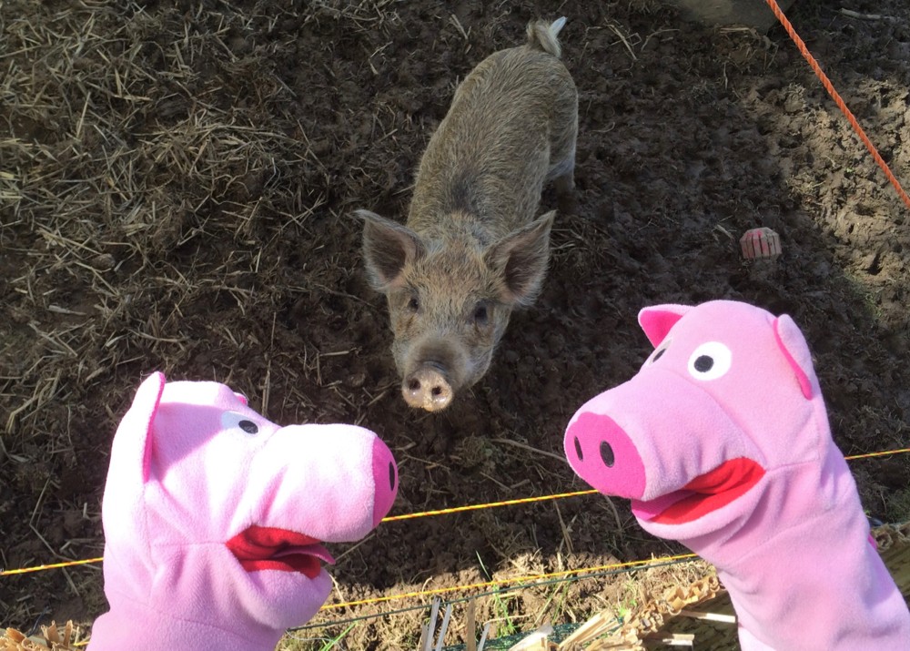 Die Schweine haben immer Hunger. Dauernd könnten sie was essen. 