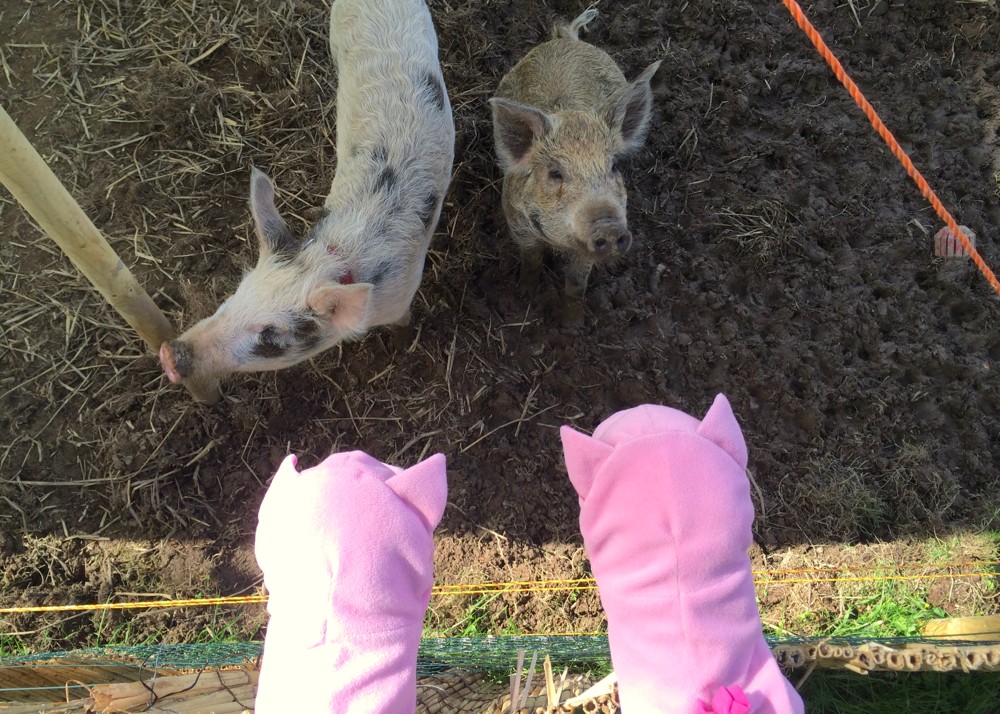 Fernando macht schon mal "Sitz", es könnte ja was zu essen geben.