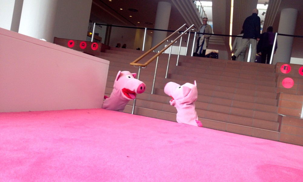 Die Schweine finden das gar nicht lustig. 