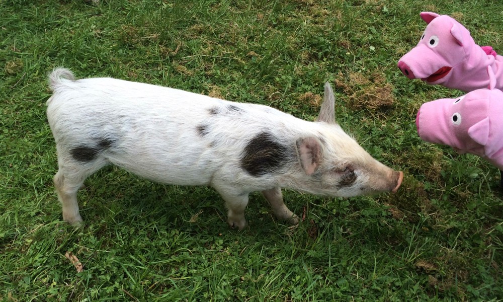 Das ist Maria. Maria ist ein Fleckschwein.