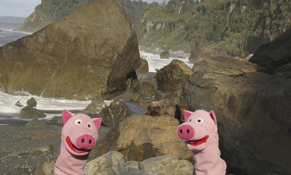 Der Seehund verschläft den ganzen Tag. Machen die Schweine zu Hause auch. 