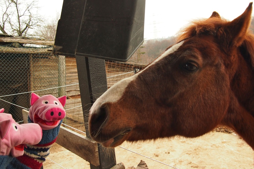 Ist es aber nicht. Das Pferd war schonmal in Alaska, da war es noch kälter.