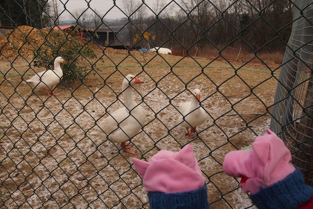 Die Gänse gehen barfuß.