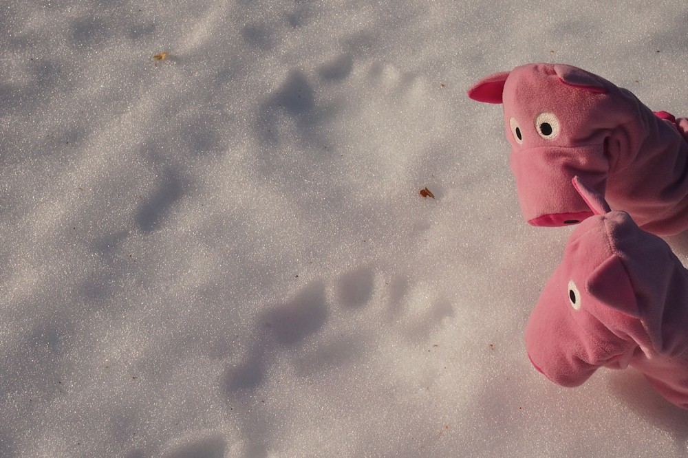 Ohjemine! Wer ist denn hier lang gegangen? Die Schweine haben Angst.