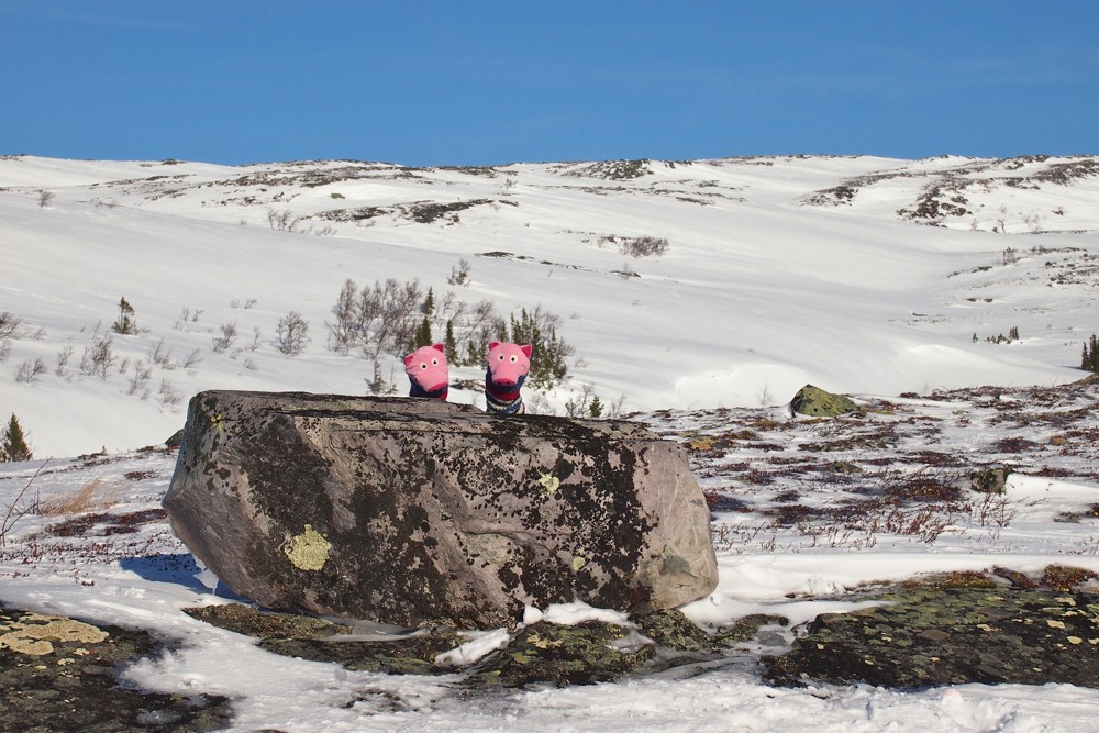 Und morgen geht's wieder heim nach Köln! Die Schweine sind verdattert.