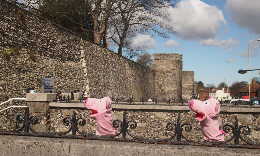 Hier sind die Schweine an der Stadtmauer von Canterbury zu sehen.