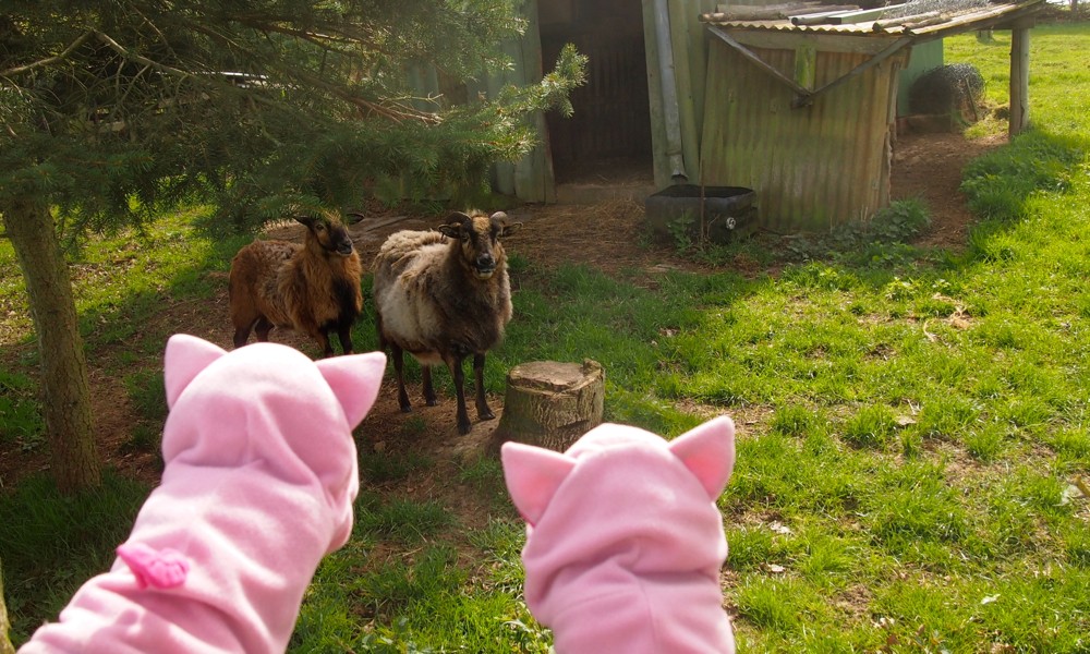 Hier werden die Schweine eher misstrauisch beäugt.