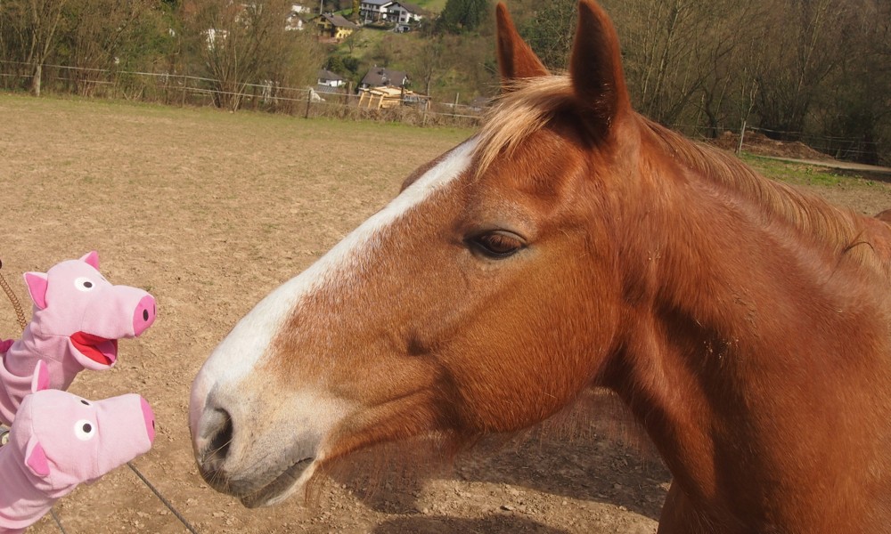 Die Schweine möchten wissen, ob hier Kartoffeln verkauft werden.