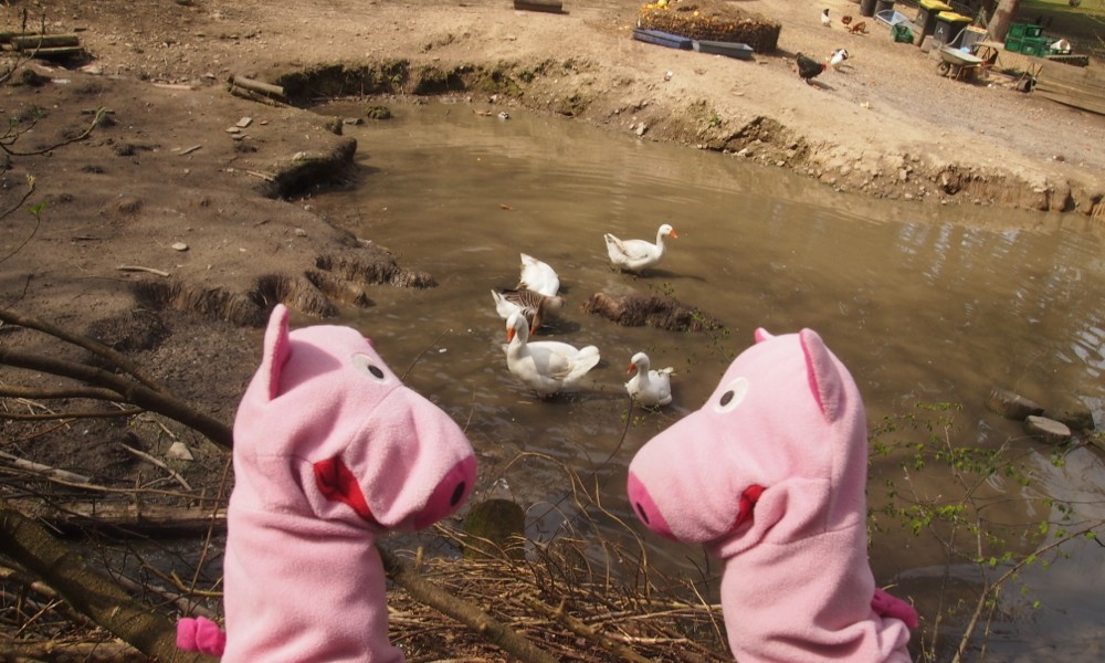 Diese Suhle ist den Schweinen zu dreckig. 