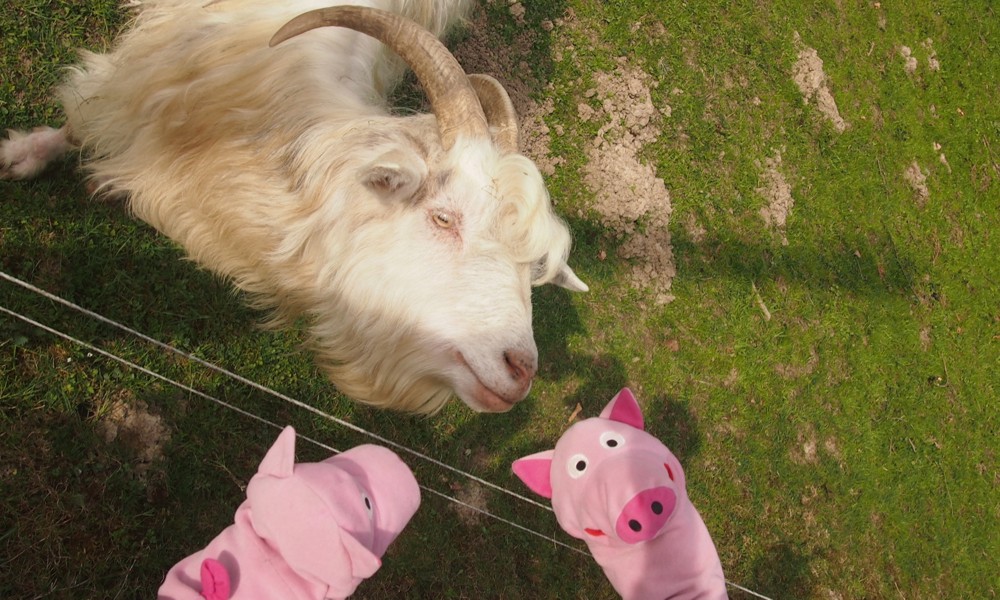 Der Hennes ist  den Schweinen zu distanzlos.