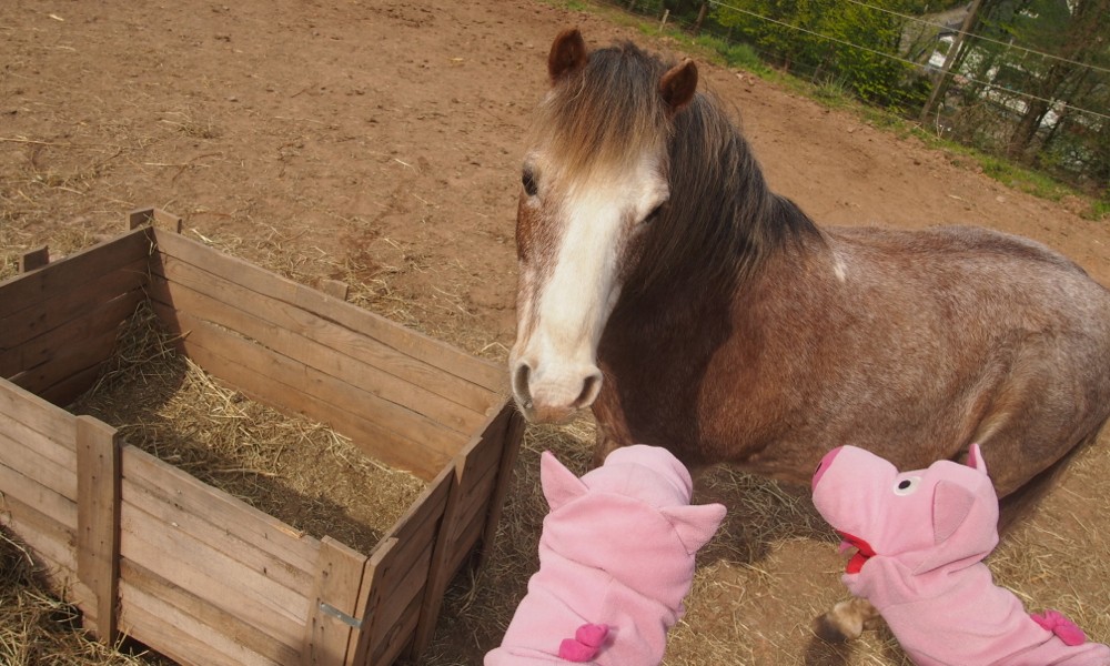 Trixi kennt auch niemanden, der einen Stall verkaufen möchte, sie wohnt selber lieber hier. 