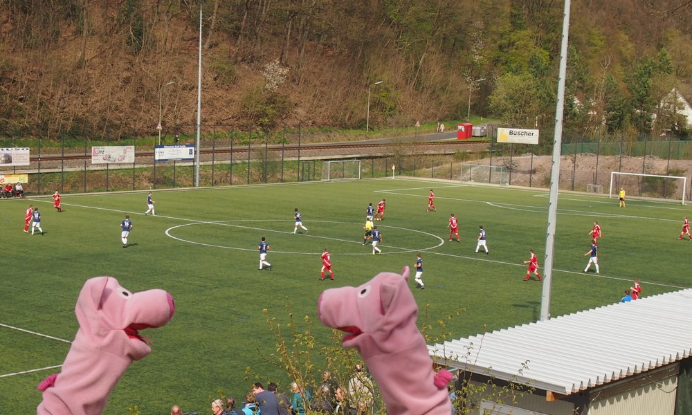 Die Schweine bewerben sich demnächst als Stadionsprecher. 