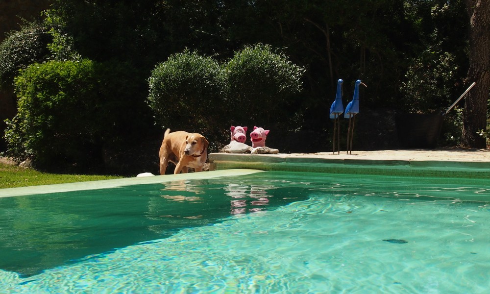 Zur Belohnung dürfen die Schweine in den Pool (mit Rocky).