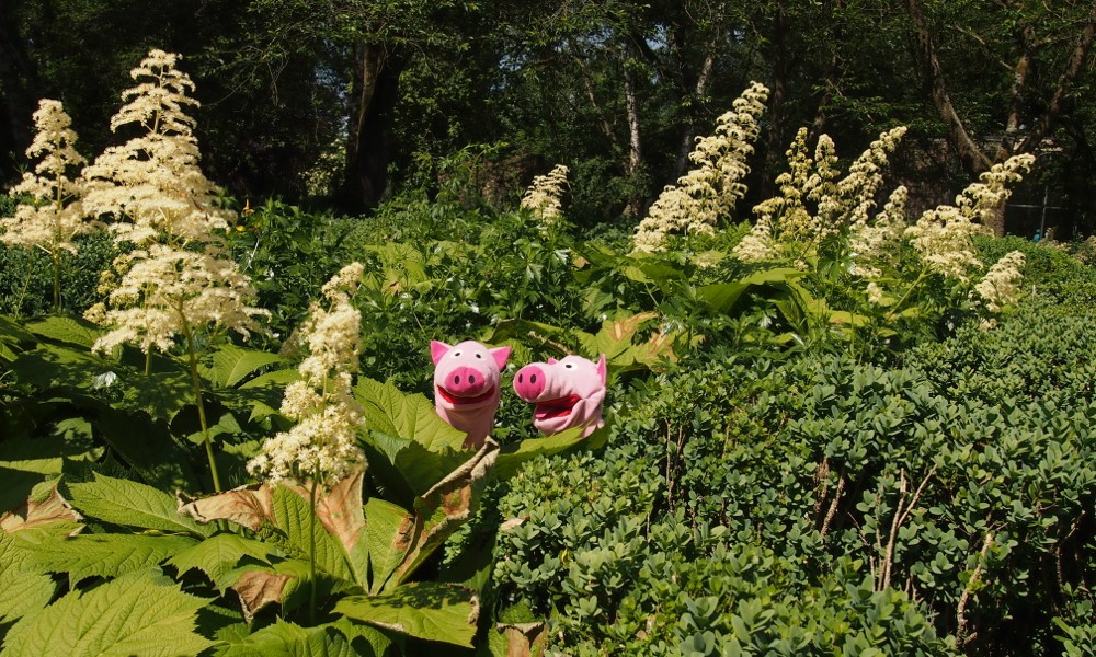 Anschließend lustwandeln die Schweine noch ein wenig im Park. 