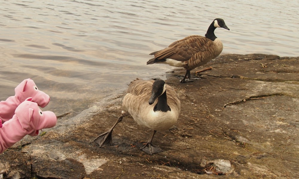 Leider nicht, denn es gibt Probleme mit dem Fahrgestell. 