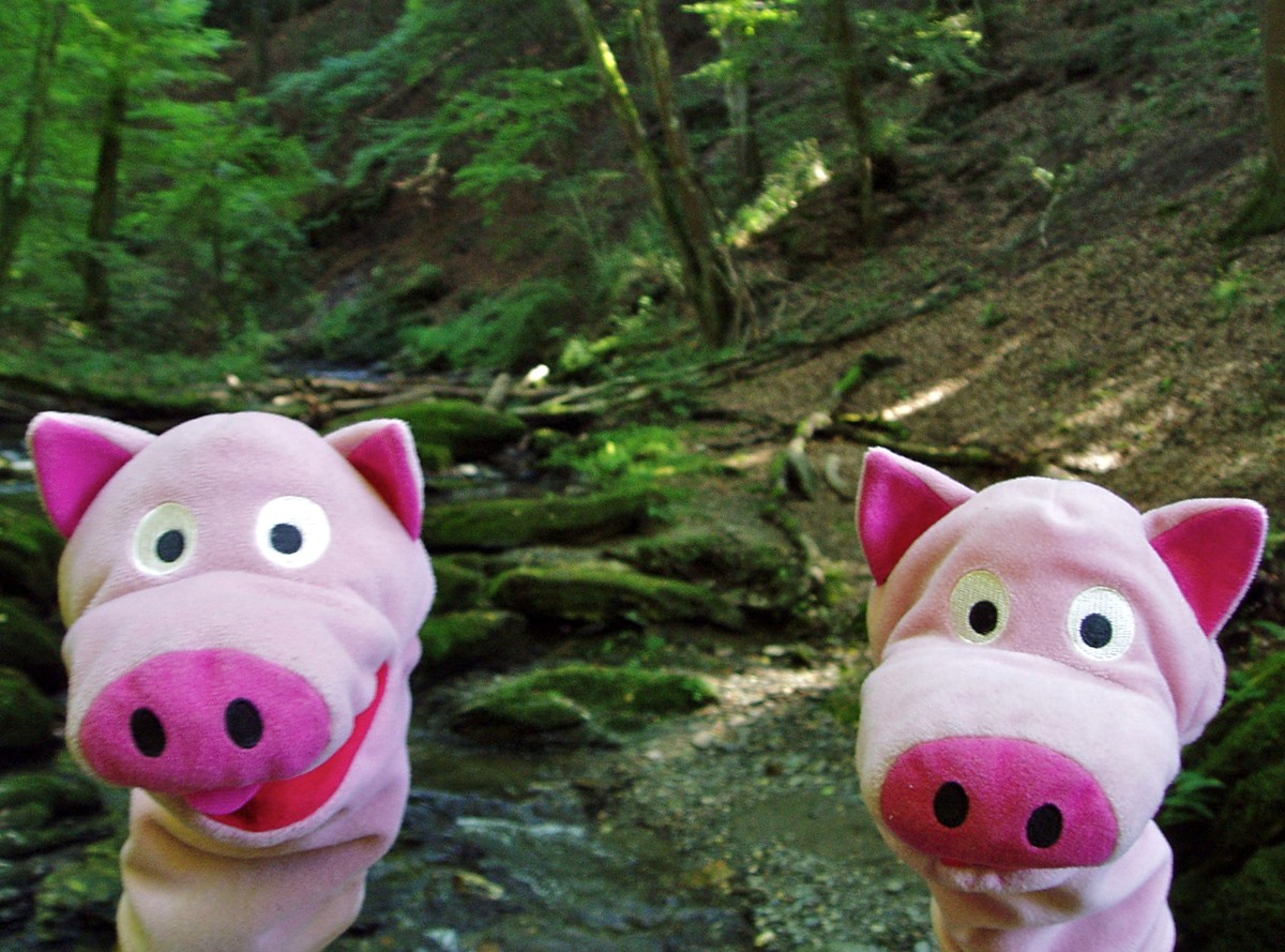 Die Schweine einigen sich und gehen zunächst durchs Ehrbachtal.