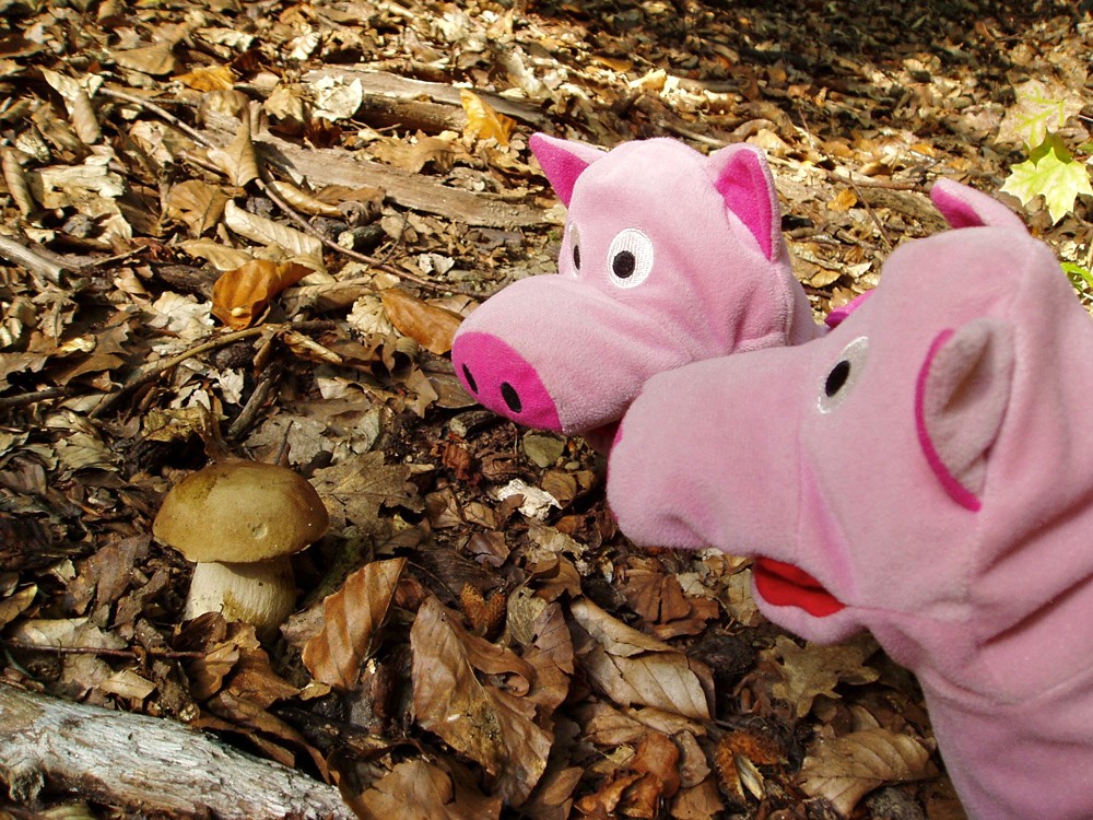 "Mmh, lecker! Ein Schweinpilz!"