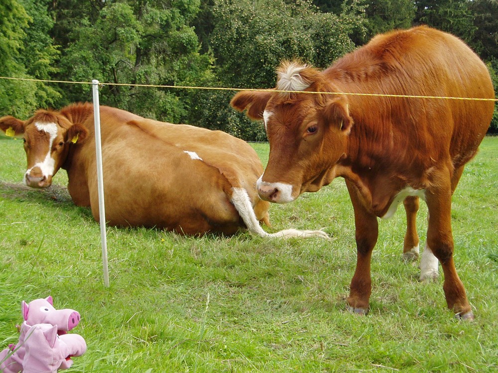 Die Kühe haben Wochenenddienst, machen aber gerade Pause.