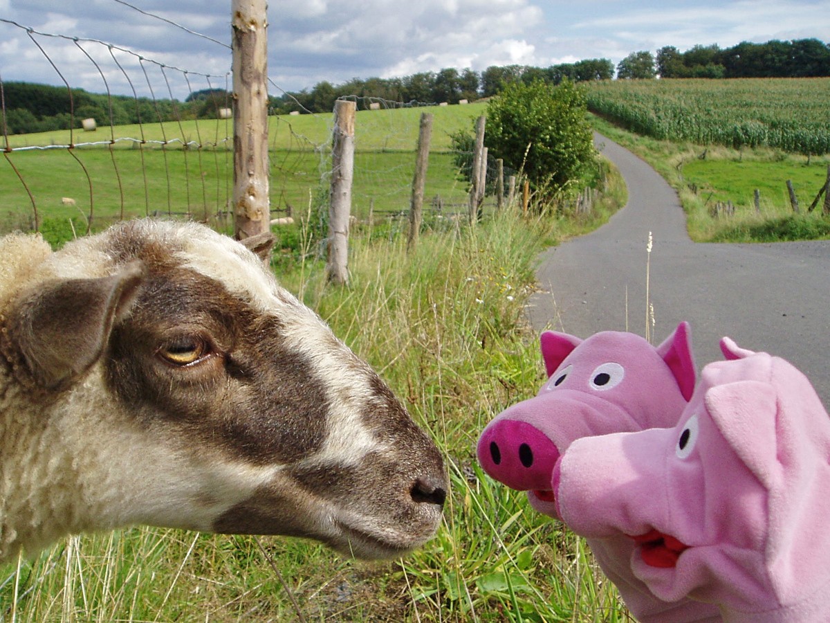 Am Wegesrand ergibt sich ein Plausch mit zwei Schafen.