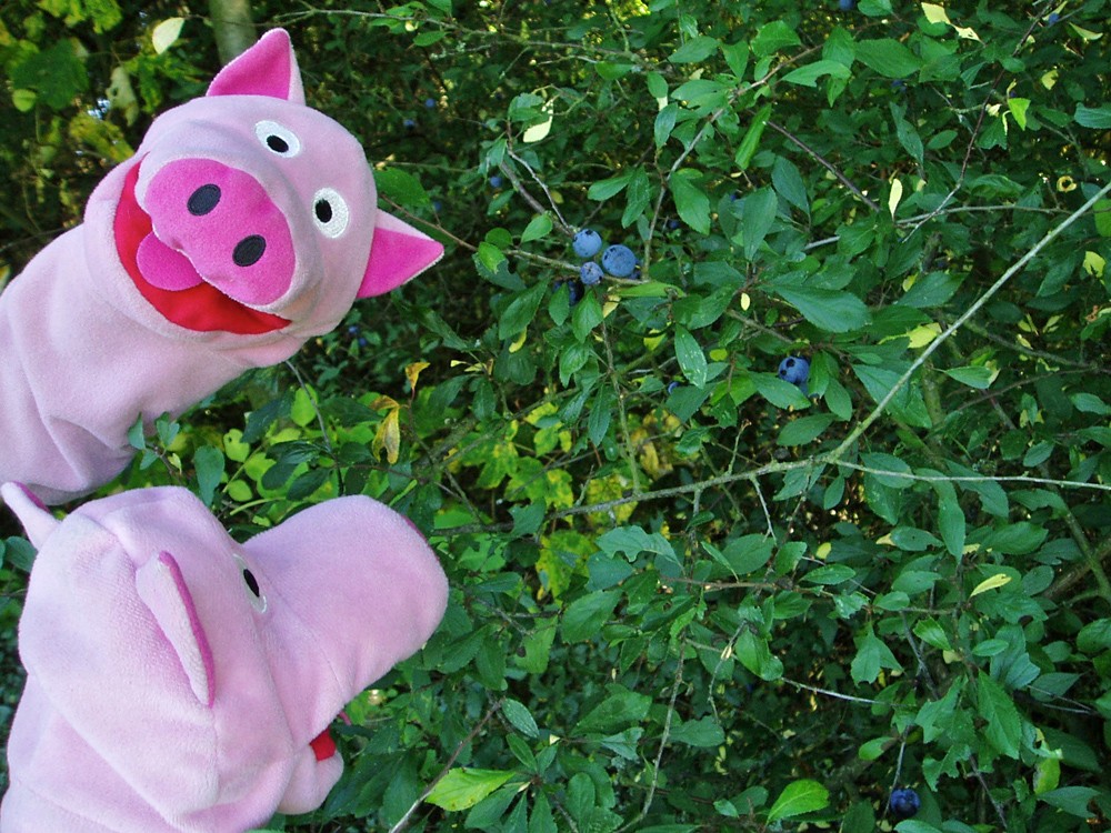 Hurra, wir pflücken Schlehen und kochen Marmelade! Für auf die Kartoffelpuffer!