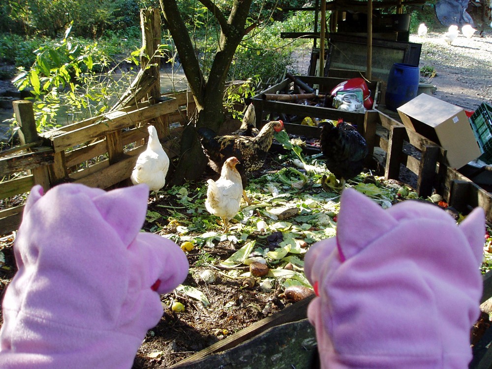 Am Hühnerhof. Es gibt Mittagessen. Die Schweine haben auch Hunger.