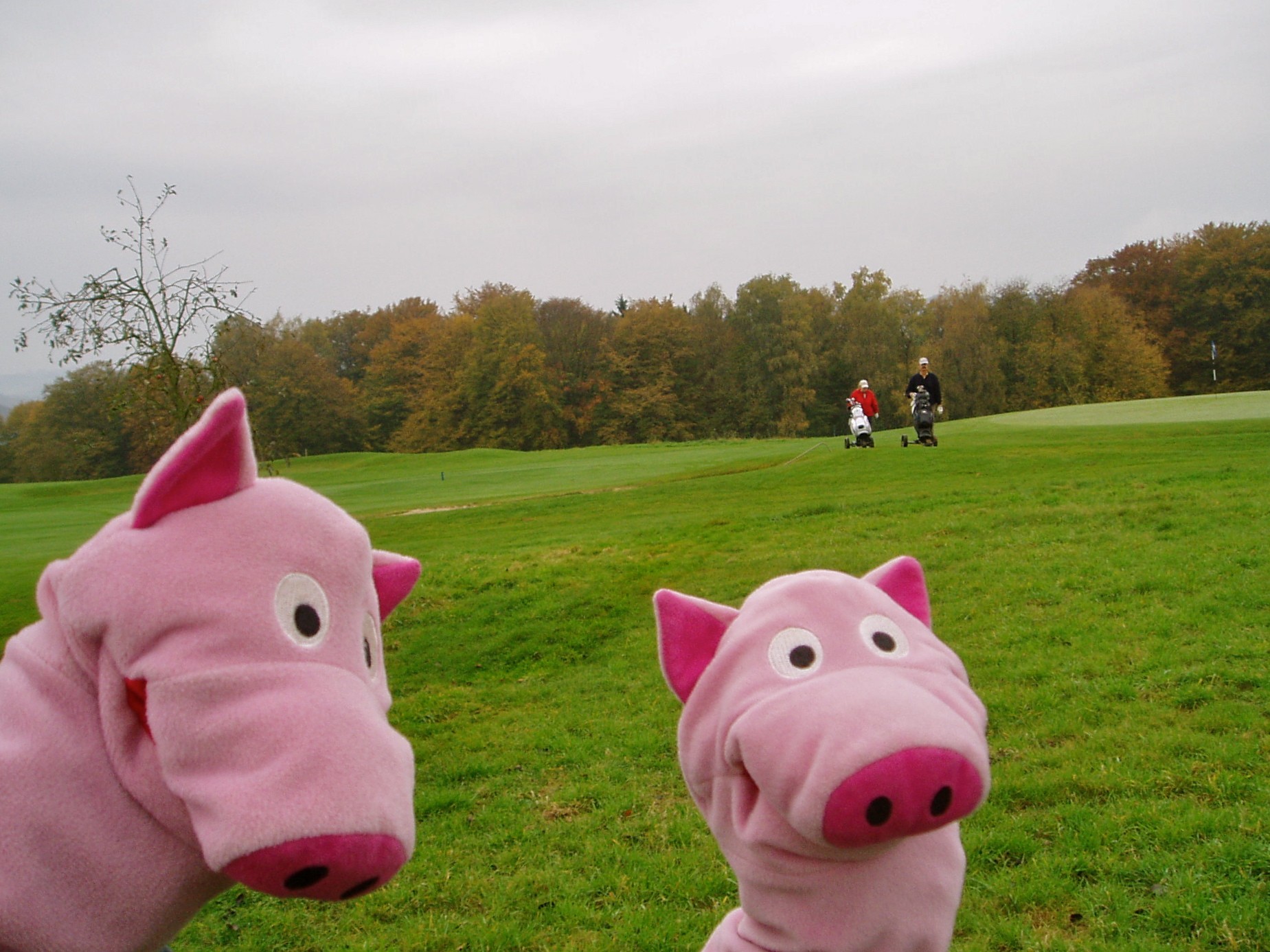 Uuh, Golfer! Den Schweinen wird übel.