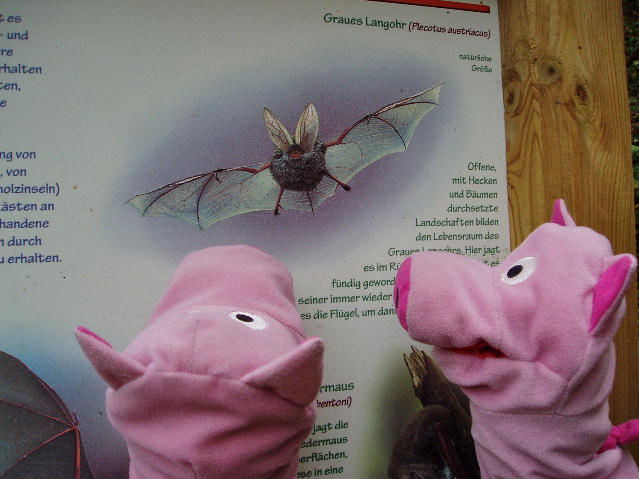 Gibt es eigentlich auch Flederschweine?