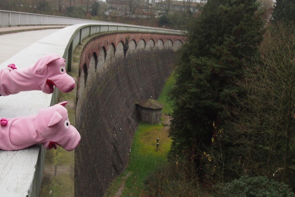 Die Eschbachtalsperre ist die älteste Trinkwassertalsperre Deutschlands. Die Schweine sind beeindruckt.