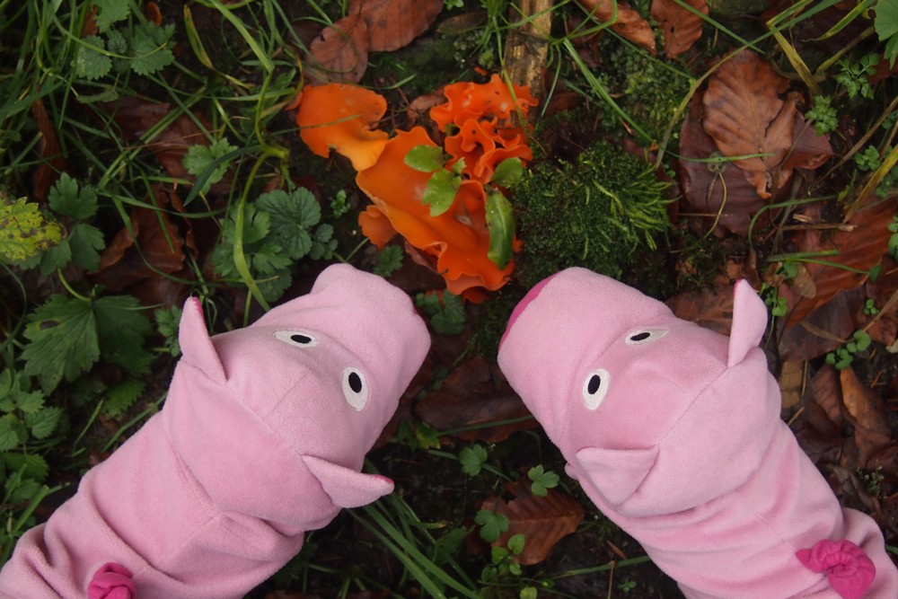 Die Schweine finden psychedelische Pilze. 