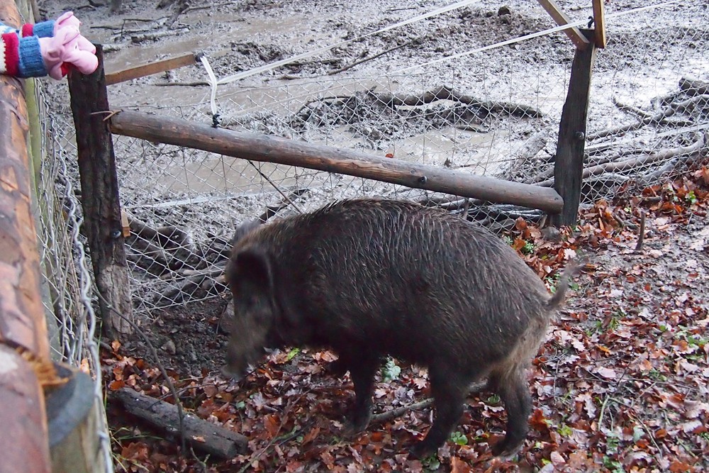 Die Schweine laden sich zu einer Tasse Tee ein.