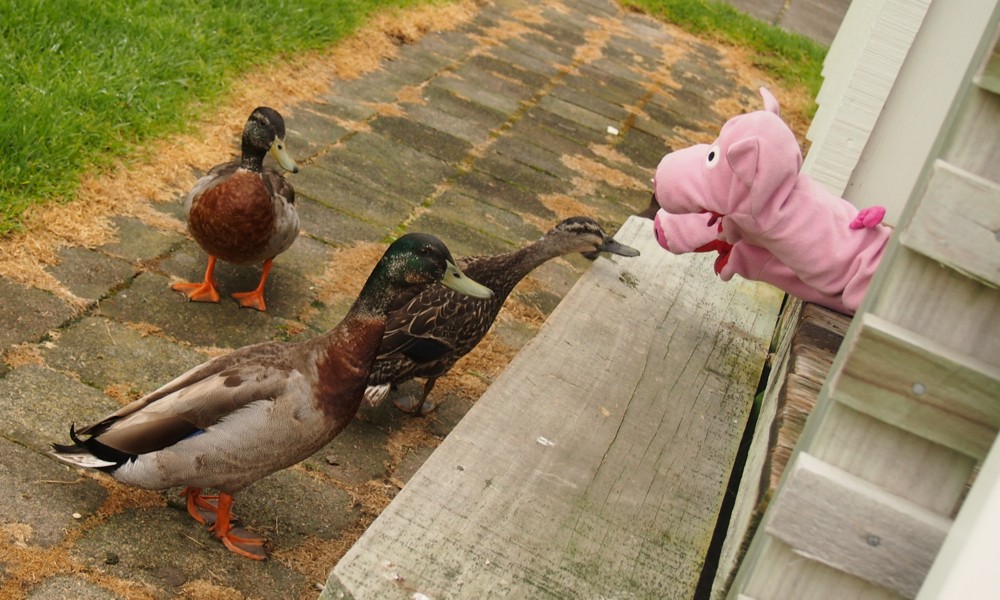 Man will lieber Brot.