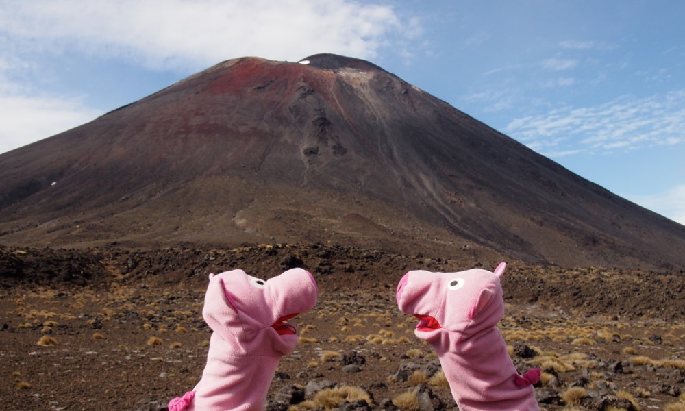 Die Schweine fragen sich, ob man oben Grillkartoffeln machen kann.