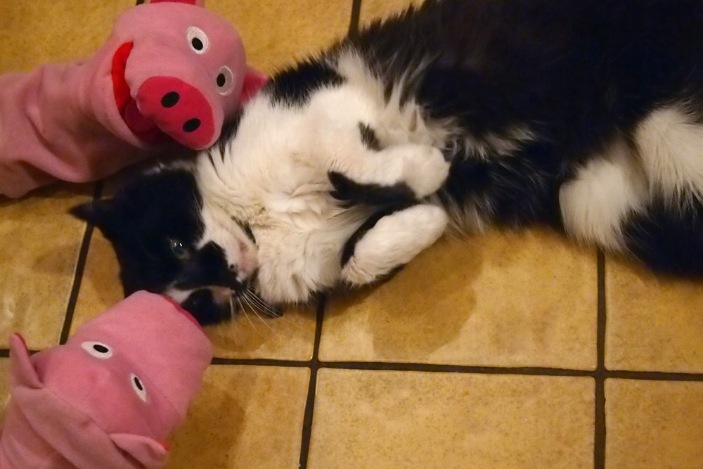 Die kuschelt gerne mit den Schweinen.