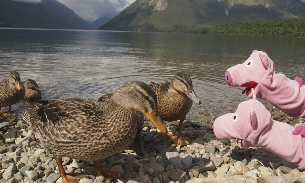Die Schweine erzählen den Enten, wie sie am besten baden gehen.