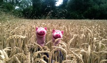 Auf dem Weg zum Rhein wurde erst einmal ausgiebig in einem Kornfeld gespielt.