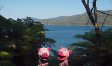 Die Schweine sind sich nicht ganz sicher, ob es sich hier nicht doch um eine Fototapete handelt.